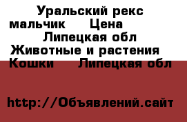 Уральский рекс мальчик.  › Цена ­ 20 000 - Липецкая обл. Животные и растения » Кошки   . Липецкая обл.